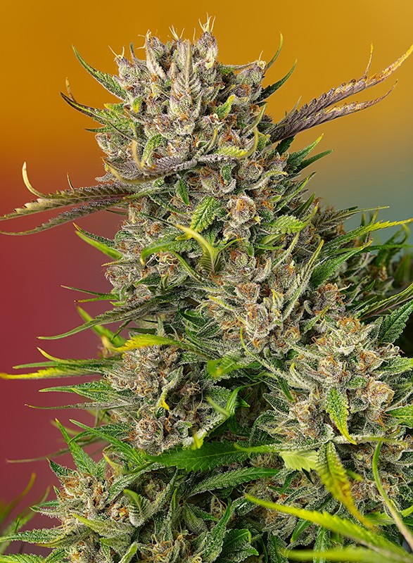 Papaya Zoap Auto 3+1 Sweet Seeds