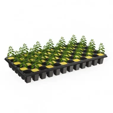 bandeja-200-cubos-25cm-lana-de-roca-kasvi (1).webp