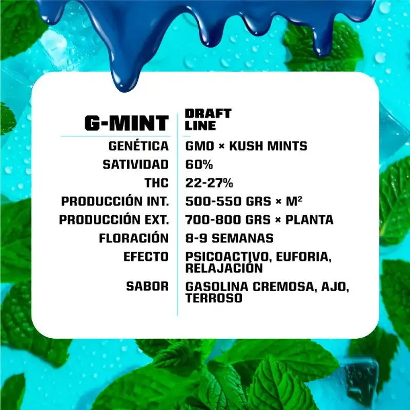 g-mint-feminizedBSF 2.webp