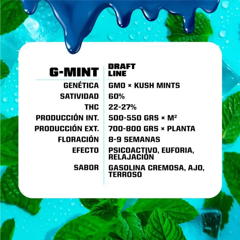 g-mint-feminizedBSF 2.webp