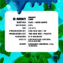 g-mint-feminizedBSF 2.webp