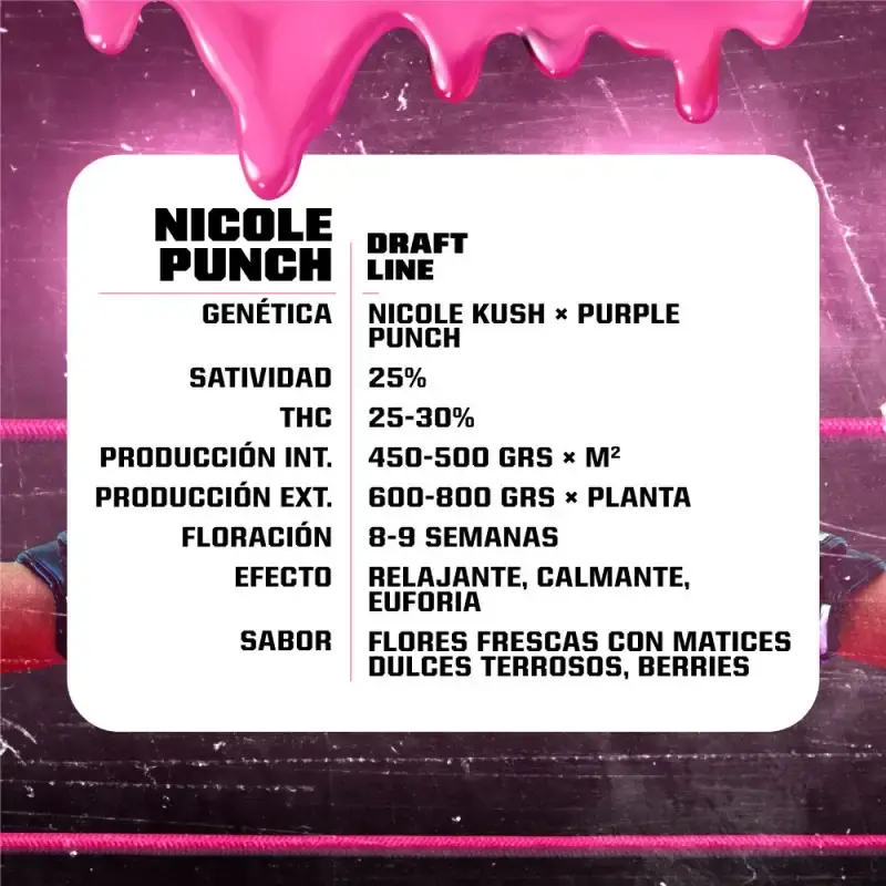 Nicole Punch Fem 4 Semillas BSF Seeds (1).webp