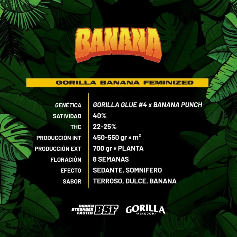 gorilla-banana-feminized(4).webp