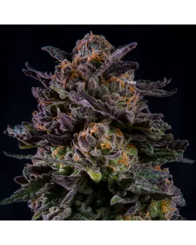 gorilla-pina-feminized(1).webp