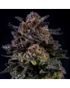 gorilla-pina-feminized(1).webp