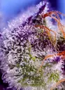diablos-delight-xl-auto (2).webp
