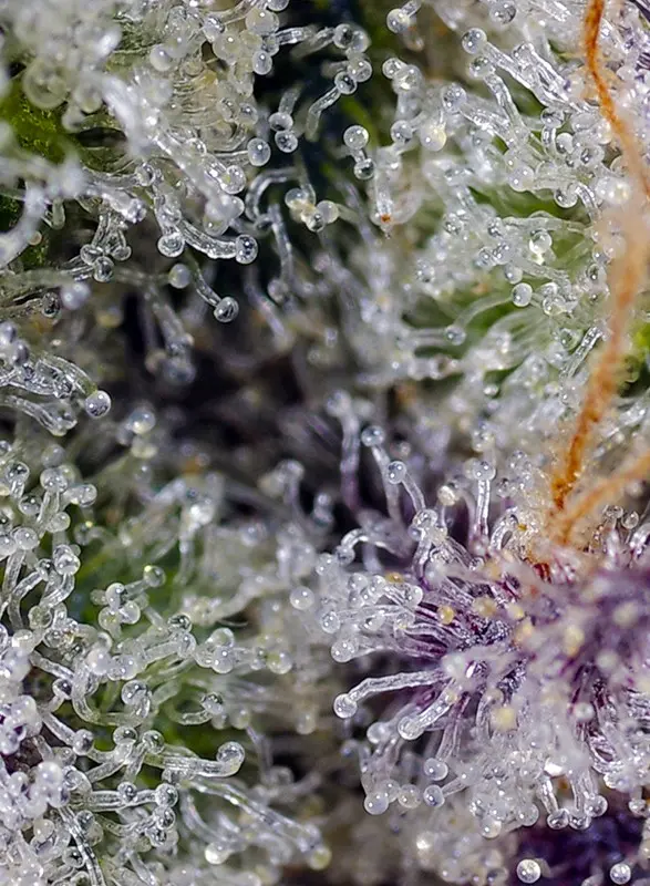 pineapple-slush-xl-auto (2).webp