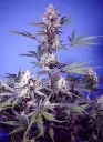 mental-rainbow-f1-fast-version (1).webp