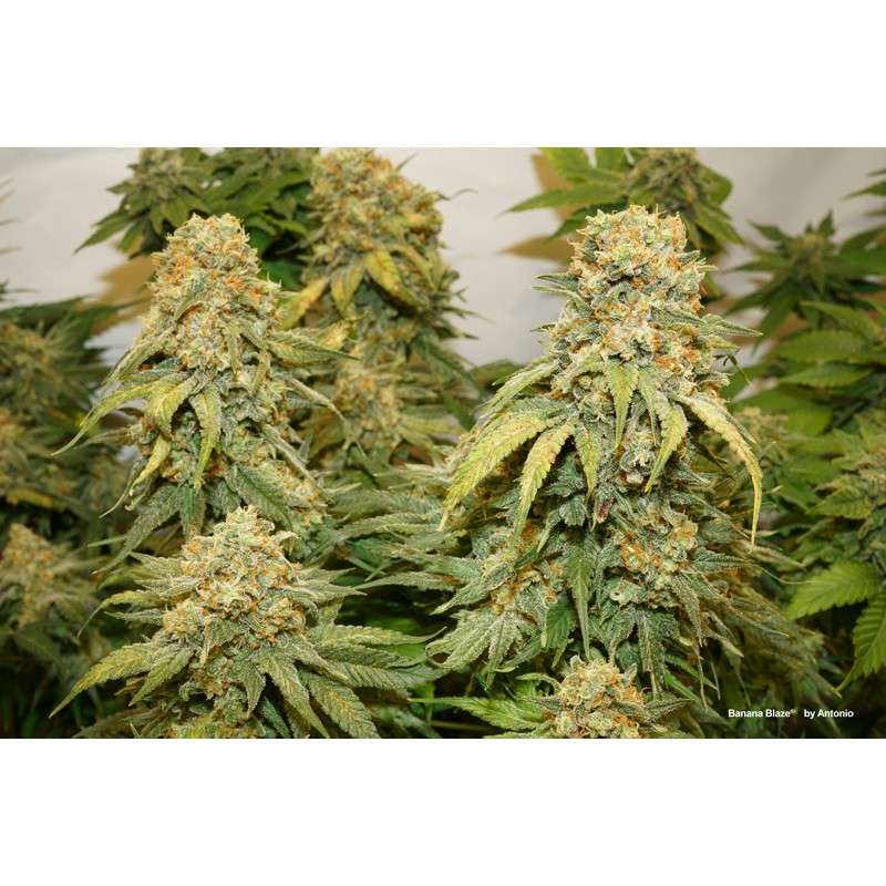 Banana Blaze Auto 3 Semillas Dutch Passion
