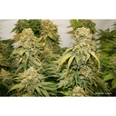 Banana Blaze Auto 3 Semillas Dutch Passion