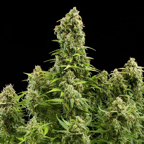 Diesel Auto 3 Semillas Royal Queen Seeds