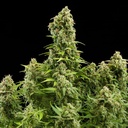 Diesel Auto 3 Semillas Royal Queen Seeds