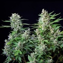 Easy Bud Auto 1 Semillas Royal Queen Seeds