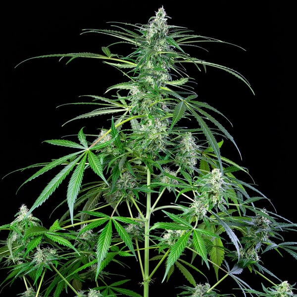 Royal AK Auto 3 Semillas Royal Queen Seeds