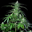 Royal AK Auto 3 Semillas Royal Queen Seeds