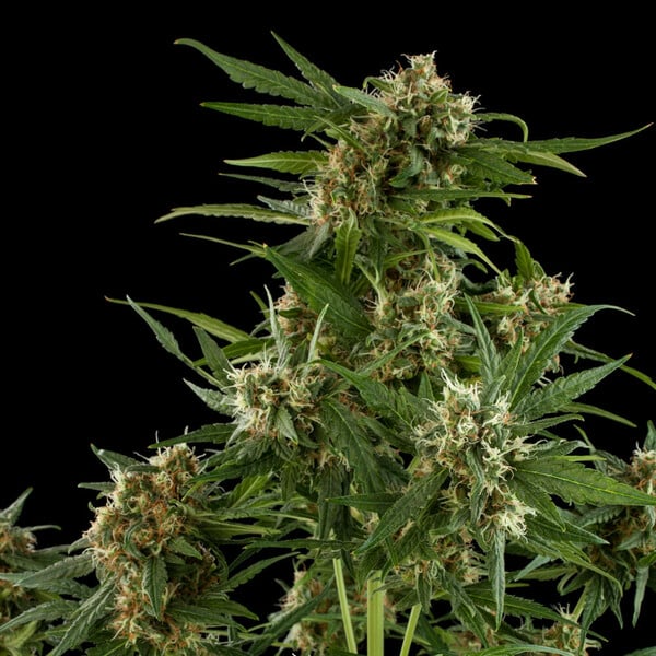 Royal Critical Auto 3 Semillas Royal Queen Seeds