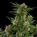 Royal Critical Auto 3 Semillas Royal Queen Seeds