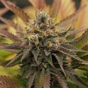 OG Kush Fem 10 Semillas Royal Queen Seeds