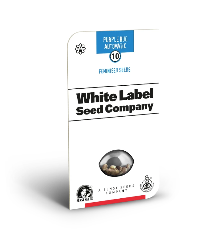 Purple Bud Auto 3+1 Semillas Sensi Seeds White Label