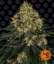 Skywalker OG Auto 3 Semillas Barney`s Farm