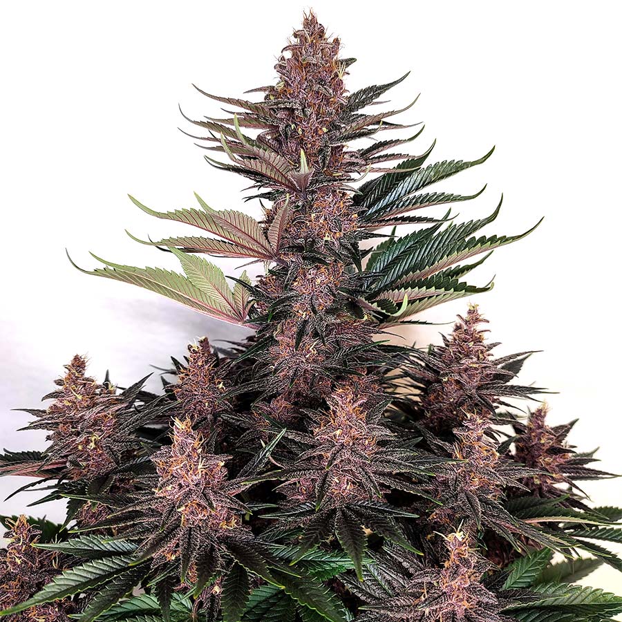 Purple Kush Auto 3+1 Semillas Buddha Seeds