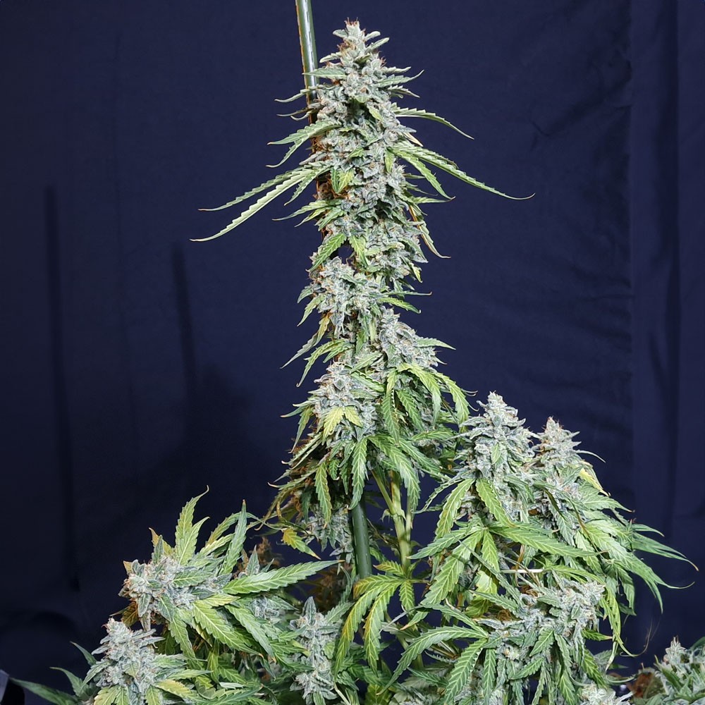 Super Watermelon Auto 3 Semillas Eva Seeds