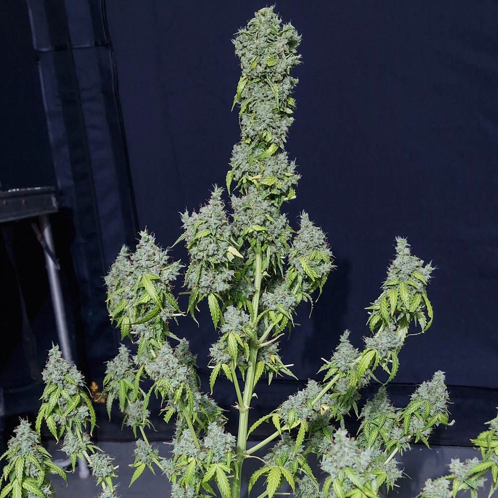 Magic Tree Auto 3 Semillas Eva Seeds