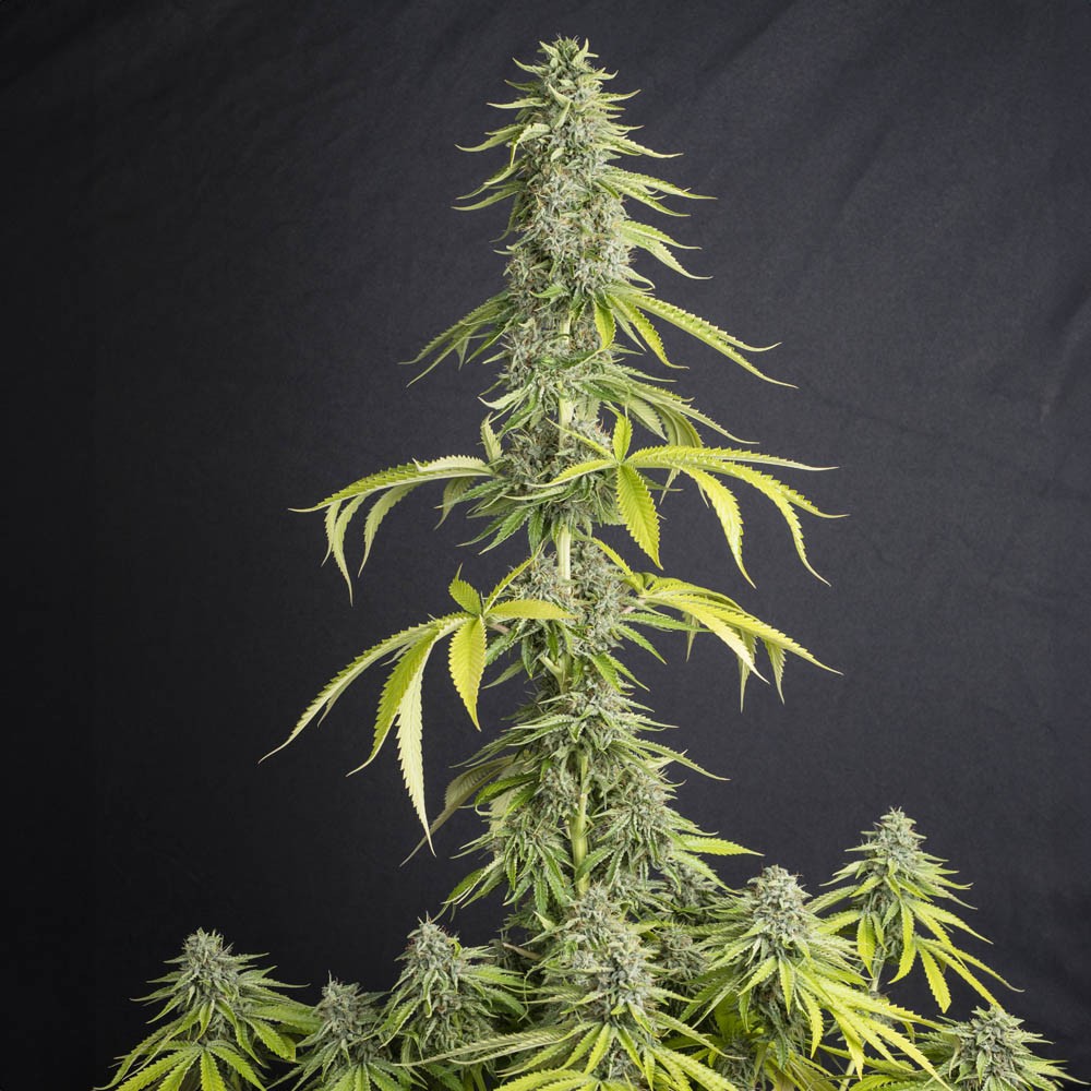 Viejo Toby Fem 3+1 Semillas Eva Seeds