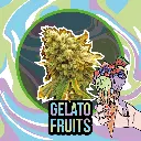 Gelato Fruits Auto 1 Semillas Delirium Seeds