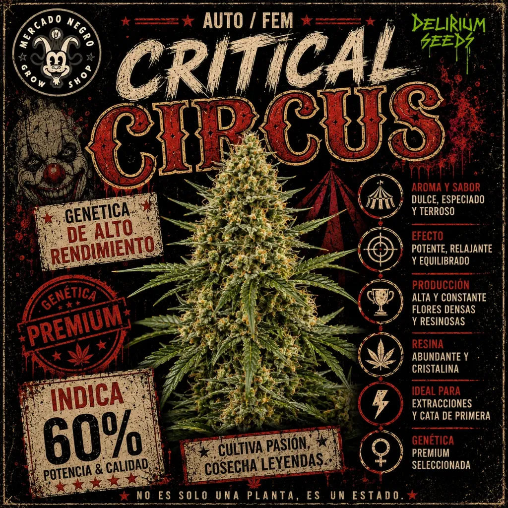 Critical Circus Auto 1 Semillas Delirium Seeds