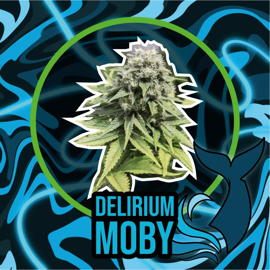 DLR Moby XL Fem 1 Semillas Delirium Seeds