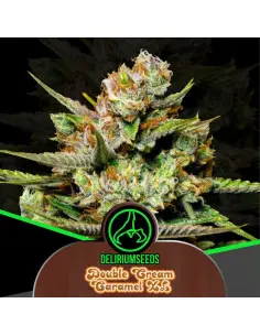 Double Cream Caramel Fem 1 Semillas Delirium Seeds
