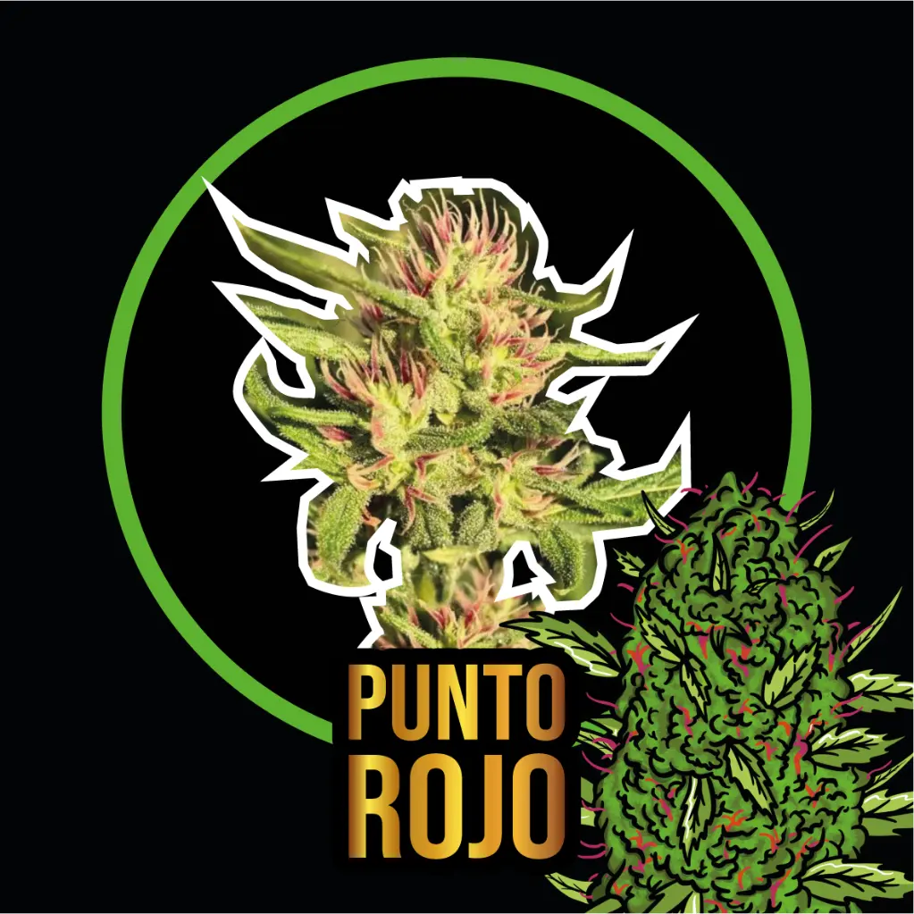 Punto Rojo Auto 4 Semillas Delirium Seeds