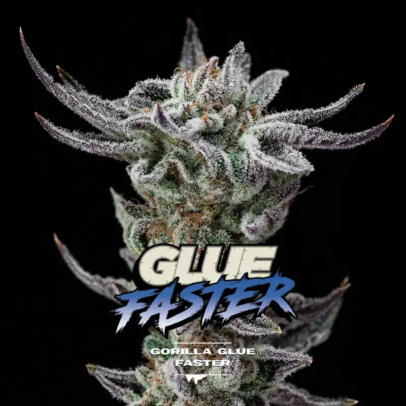 Gorilla Glue #4 Faster Fem 2 Semillas BSF Seeds