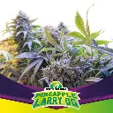Pineapple Larry OG Fem 4 Semillas BSF Seeds
