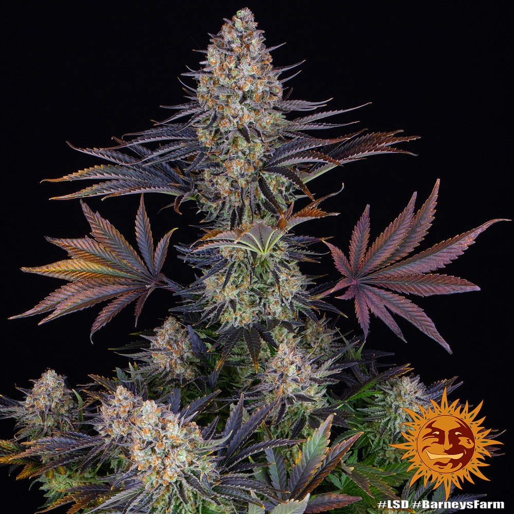 LSD FEM 3 Semillas Barney´s Farm