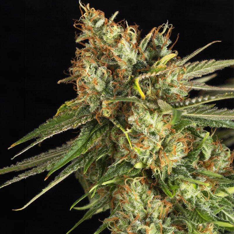 Lemon King Fem 4 Semillas Eva Seeds