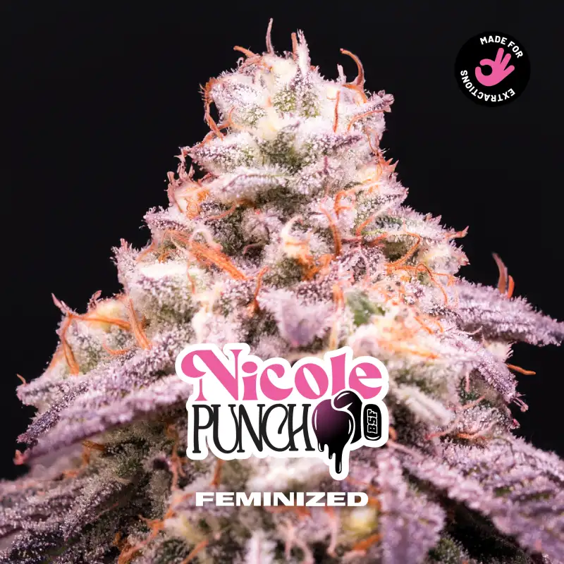 Nicole Punch Fem 4 Semillas BSF Seeds