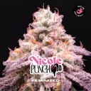 Nicole Punch Fem 4 Semillas BSF Seeds