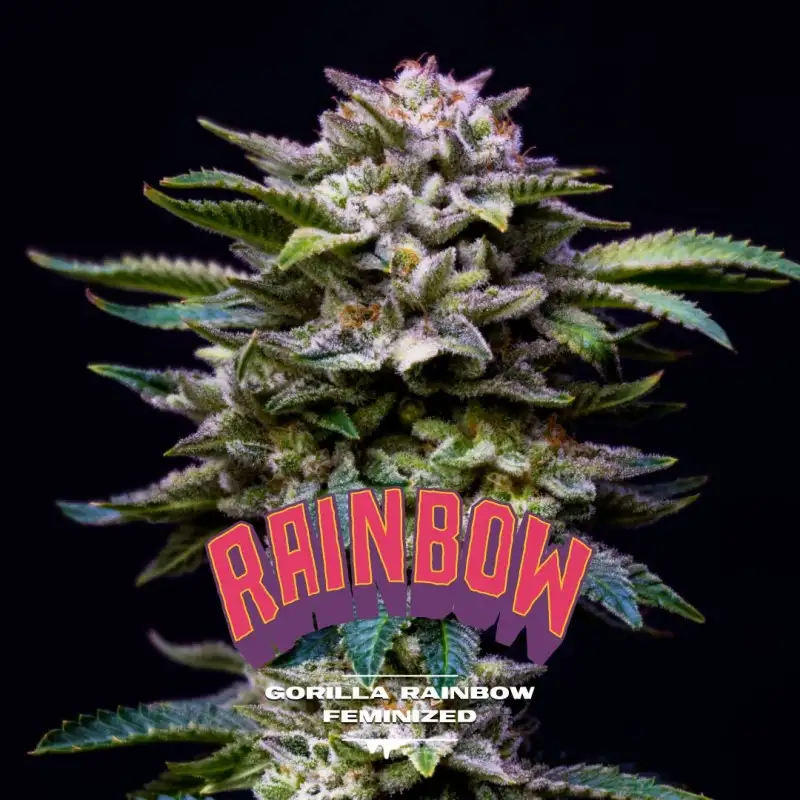 Gorilla Rainbow Fem 4 Semillas BSF Seeds
