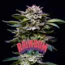 Gorilla Rainbow Fem 4 Semillas BSF Seeds