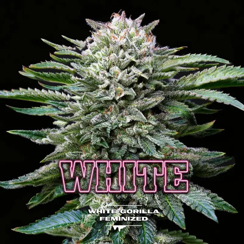 White Gorilla Fem 4 Semillas BSF Seeds