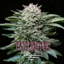 White Gorilla Fem 4 Semillas BSF Seeds