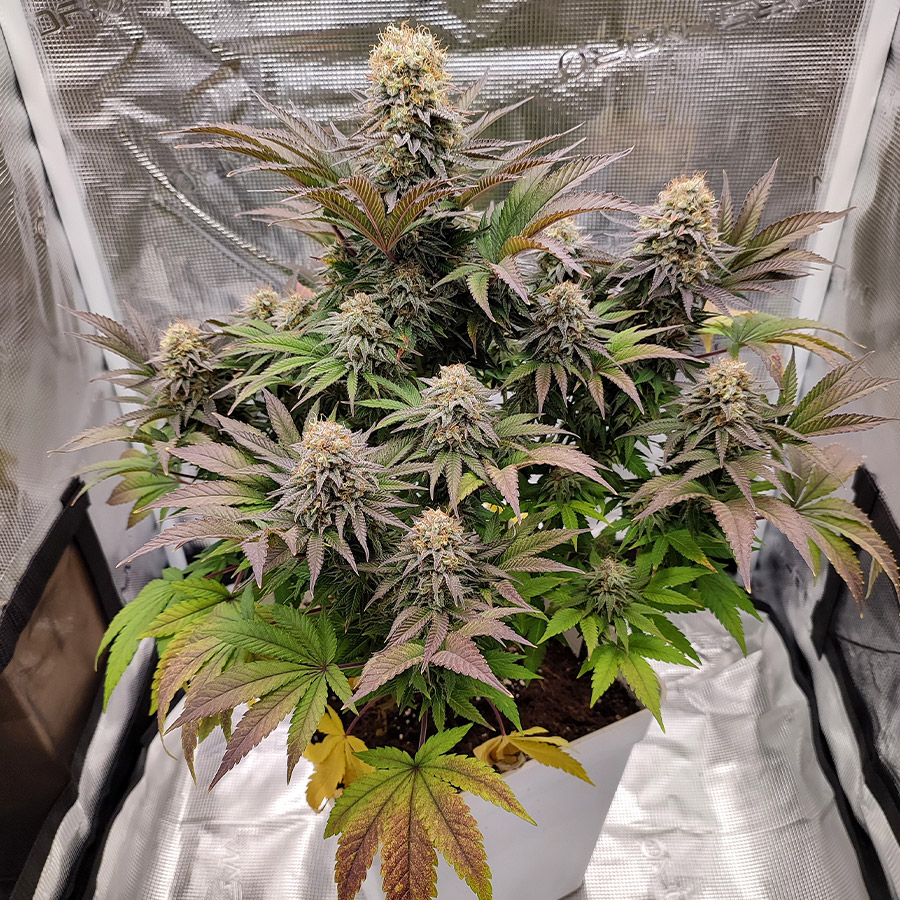 Buddha Cookie Fem 3 Semillas Buddha Seeds