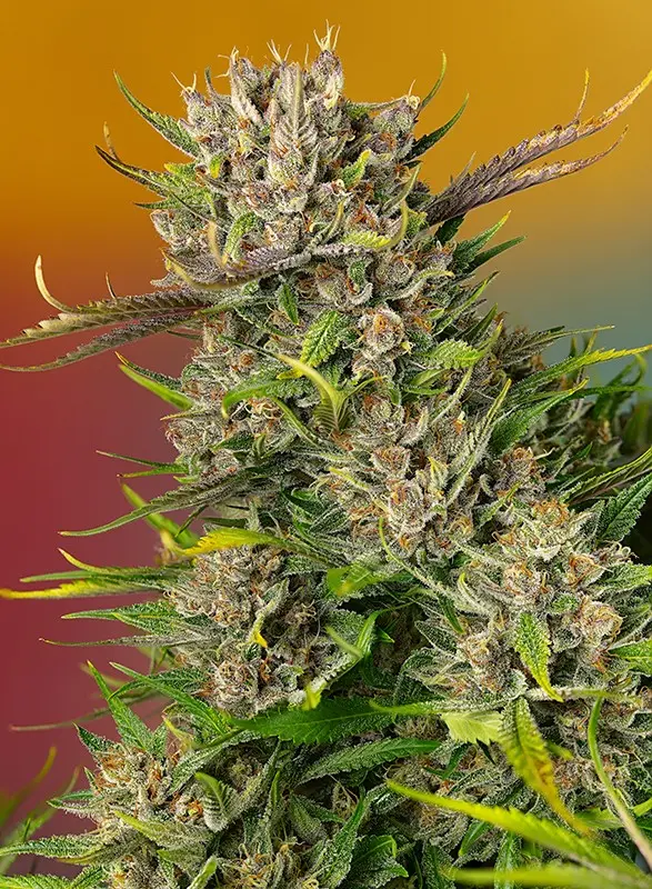 Papaya Zoap Auto 3+1 Sweet Seeds