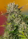 Papaya Zoap Auto 3+1 Sweet Seeds