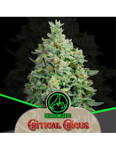 Critical Circus Auto 4 Semillas Delirium Seeds