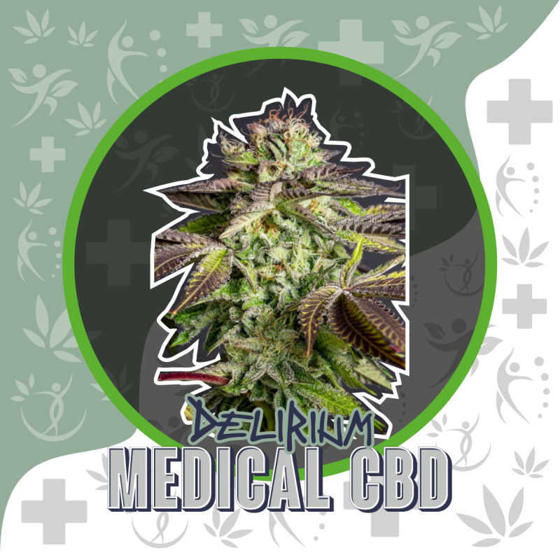 Medical CBD Auto 4 Semillas Delirium Seeds