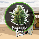 Pineapple Rime Lime Auto 4 Semillas Delirium Seeds