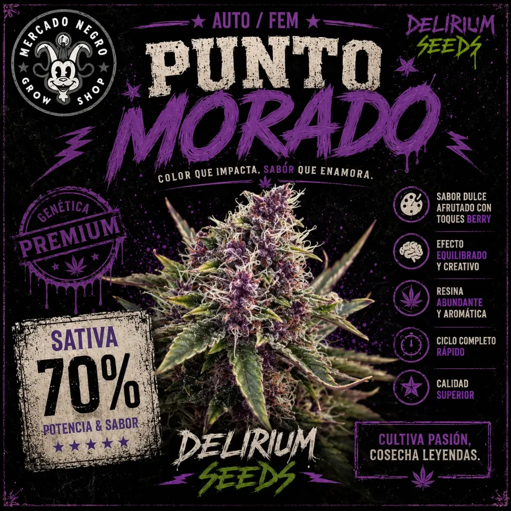 Punto Morado Auto 4 Semillas Delirium Seeds